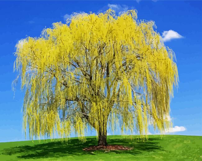 Aesthetic Weeping Willow Tree paint by numbers