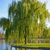 Weeping Willow Tree paint by numbers