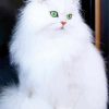 White Fluffy Cat paint by numbers