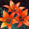 Wood Lily Flowers paint by numbers