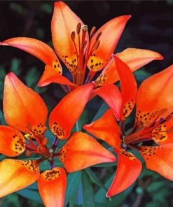 Wood Lily Flowers paint by numbers