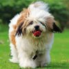 Lhassa Apso Dog Animal paint by numbers