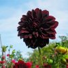 Dark Red Dahlia Flower paint by numbers