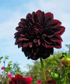 Dark Red Dahlia Flower paint by numbers