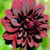 Dark Red Dahlia paint by numbers