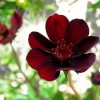 Dark Red Flower paint by numbers