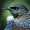 Honeyeater Tui Head paint by numbers