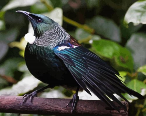 Honeyeater Tui paint by numbers
