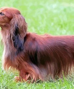 Long Haired Dachshund Dog paint by numbers