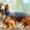 Long Haired Dachshund paint by numbers