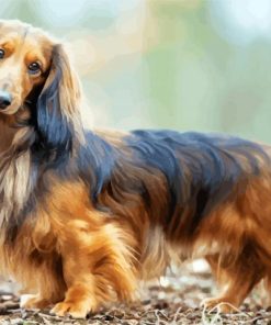 Long Haired Dachshund paint by numbers