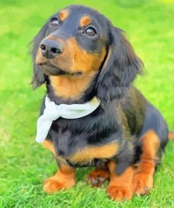 Long Haired Dachshund Puppy paint by numbers