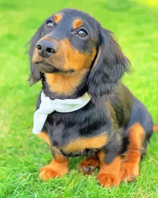 Long Haired Dachshund Puppy paint by numbers