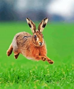 Running Hares In The Grass paint by numbers