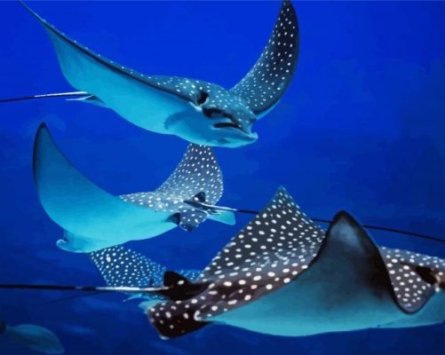 Stingray Fishes paint by numbers