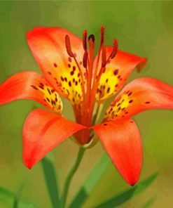 Wood Lily paint by numbers