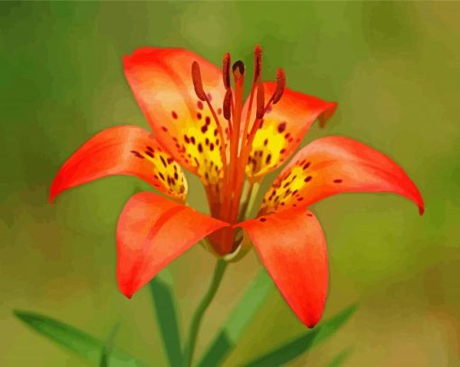 Wood Lily paint by numbers