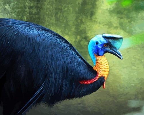 Cassowary bird paint by numbers