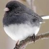 Fat Bird On Branch paint by numbers