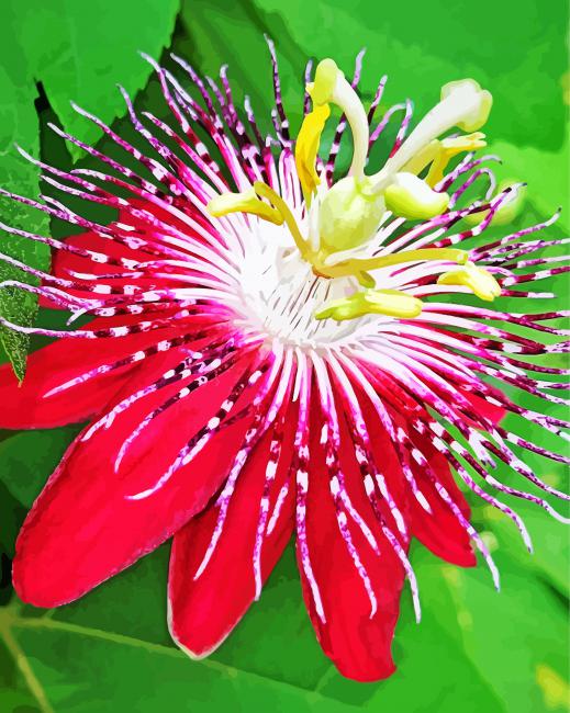 Aesthetic Passion flower paint by numbers