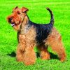 dog Welsh Terrier paint by number