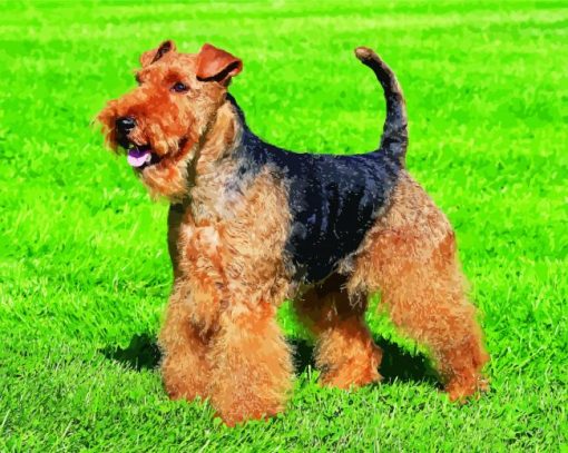 dog Welsh Terrier paint by number