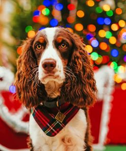 English Springer Spaniel paint by numbers