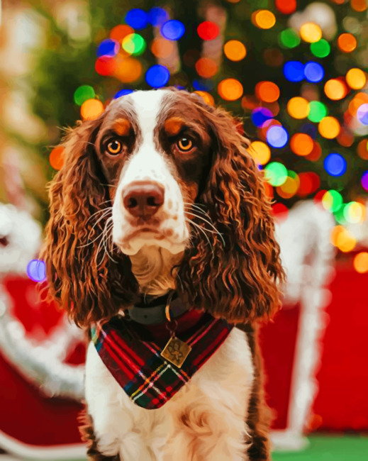 English Springer Spaniel paint by numbers