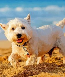 West Highland White Terrier paint by numbers