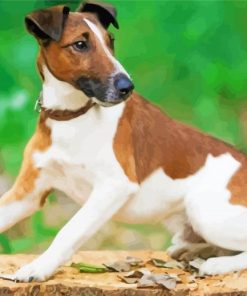 Smooth Fox Terrier paint by numbers