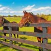 Farm Horses paint by numbers