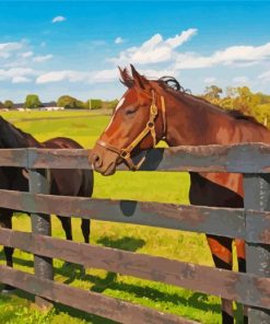 Farm Horses paint by numbers