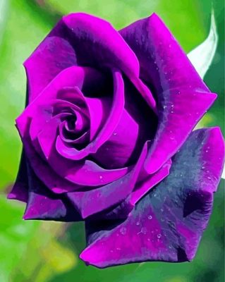 Purple Rose paint by numbers