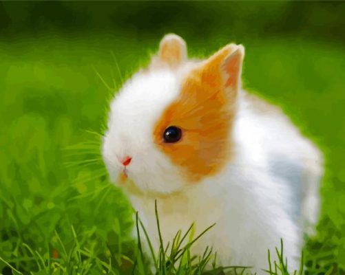 Cute Baby Rabbit paint by numbers