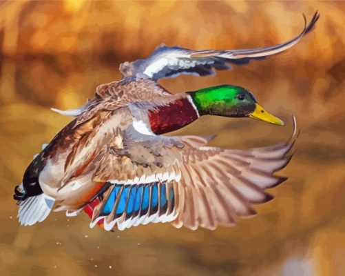 Incoming Mallard paint by numbers