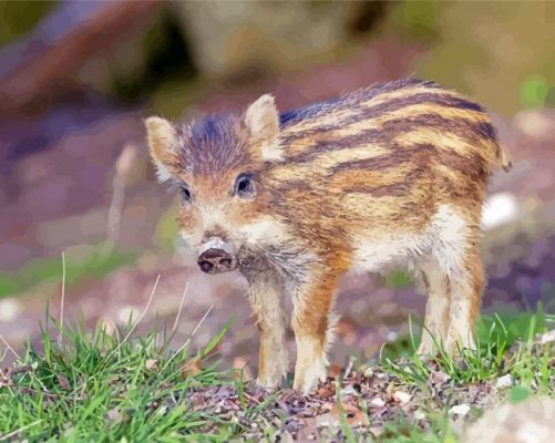 Baby Wild Pig paint by numbers