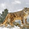 Snow Leopard paint by numbers