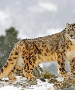 Snow Leopard paint by numbers