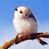 Bird Listening To Music paint by numbers