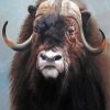 Muskox Animal paint by numbers