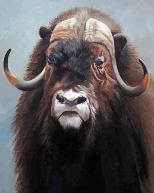 Muskox Animal paint by numbers