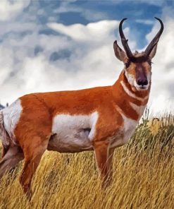 Pronghorn Deer paint by numbers