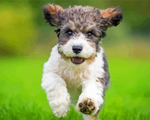 The Cavachon Dog Paint By Numbers