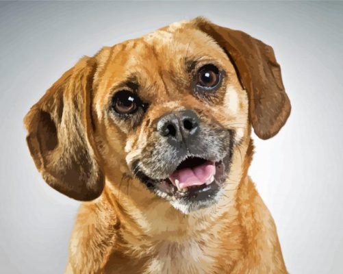 Adorable Puggle Dog Paint By Numbers