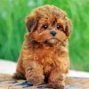 Shih Poo Puppy Paint By Numbers