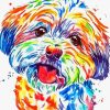 Colorful Shorkie Dog Paint By Number