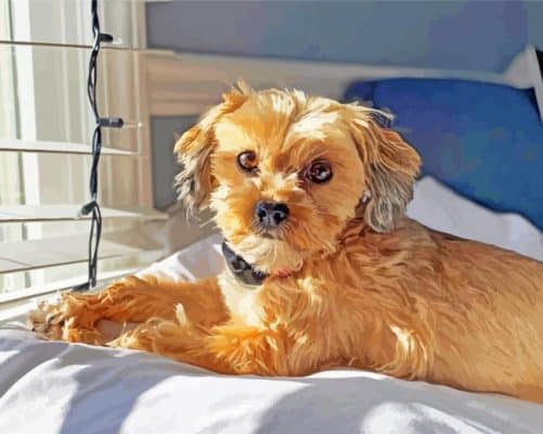 Golden Shorkie Dog Paint By Number